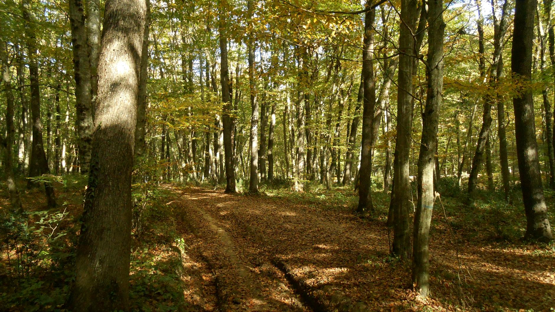 tranquil autumn forest pathway